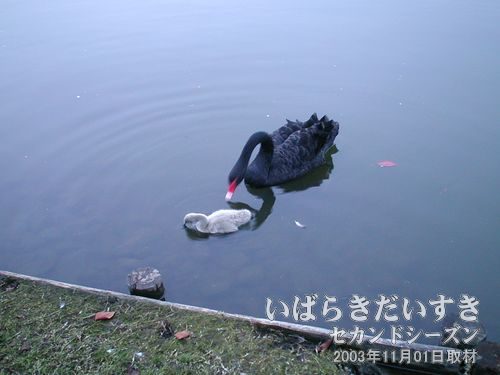 黒鳥とひな鳥<br>産毛がふわふわなひな鳥だにゃ～ん(´-ω-`)♪。黒鳥がひな鳥をつんつんしています。