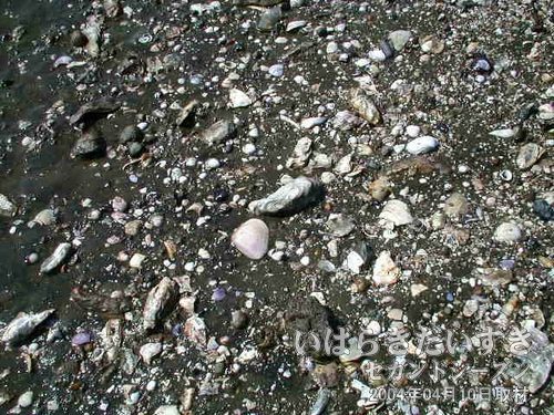貝殻が落ちている<br>牡蠣らしき貝殻などが落ちています。海に近いこともあるのかしら？