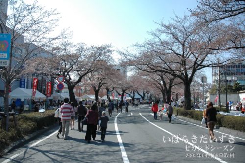 【 平和通り 】<br>JR日立駅前から国道6号まで1キロほど続く道路。昭和26年にソメイヨシノが植えられました。