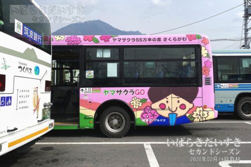 桜川市バス 「ヤマザクラGO」（2020年撮影）