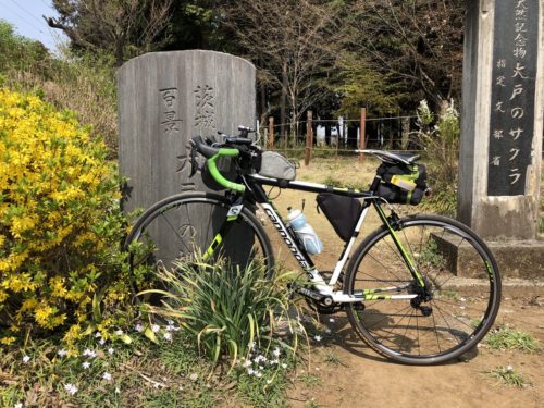 茨城百景_大戸の桜