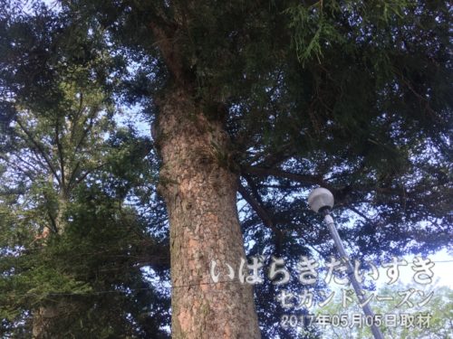 化蘇沼稲荷神社境内のモミの木（県指定天然記念物）