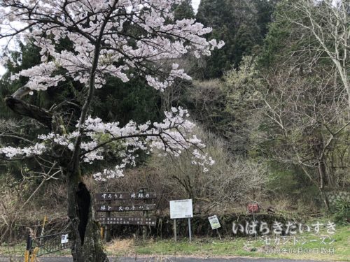 本山地区に植えられている大島桜