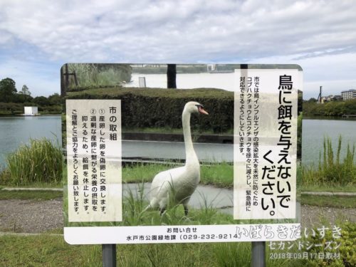 千波湖の鳥に餌をあげてはいけない。