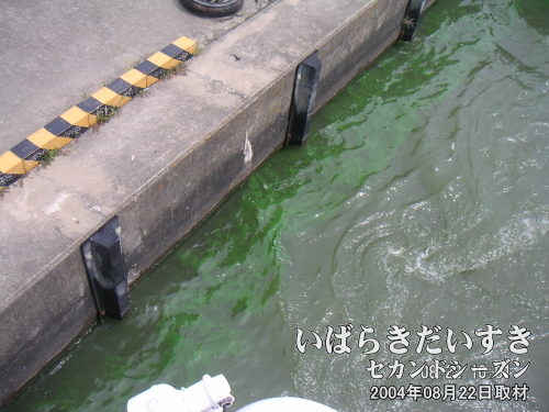 霞ケ浦のアオコ<br>気温、水温が上昇すると、水の汚れの影響でアオコが発生します。アオコは、昭和中期から水質問題になっています。
