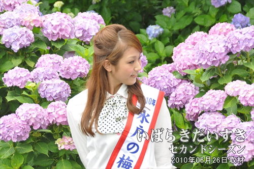 水戸のあじさいまつり(保和苑)<br>水戸の梅大使による、撮影会。