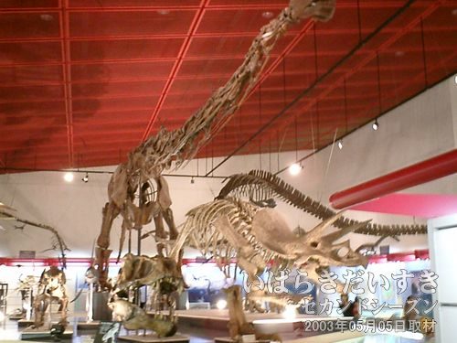恐竜の化石<br>いわき市で発見された化石フタバザウルス。