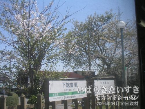 下総豊崎駅<br>葉桜になりつつあります。桜の花びらが、わずかながら残っています。