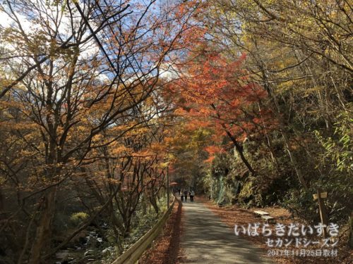 花貫渓谷の紅葉（2017年11月25日撮影）