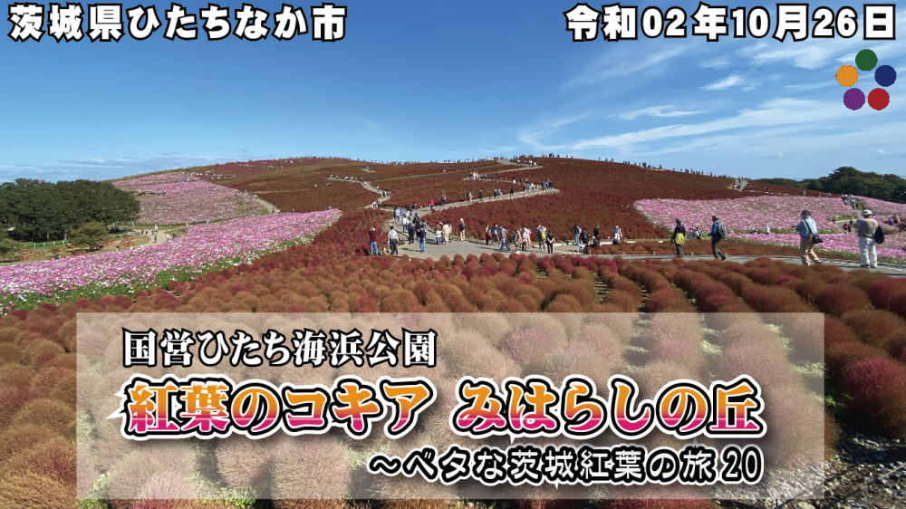紅葉のコキア みはらしの丘 令和02年10月26日 茨城県ひたちなか市 国営ひたち海浜公園