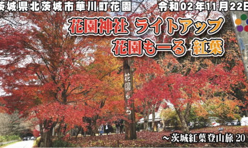 花園神社 ライトアップ 花園もーる 紅葉 令和02年11月22日 茨城県北茨城市華川町花園