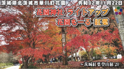 花園神社 ライトアップ 花園もーる 紅葉 令和02年11月22日 茨城県北茨城市華川町花園