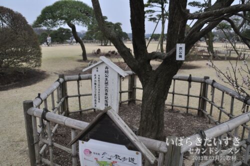 竹のサークルで擁護された「六名木」烈公梅。