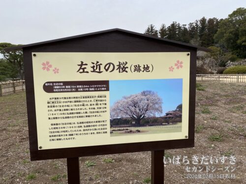 「左近の桜（跡地）」の看板が設置されている。