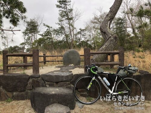 「晴嵐」から防風するため、村松には松の木が植えられました。