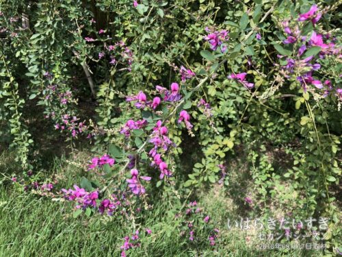宮城野萩 | 紫色や白色の花をつける。